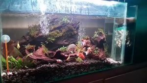 Lampu Aquarium Kandila Vibrant V200 V300 V400 V500 V600 V800
