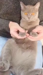 AP AIMAYAPET  Professional Pet Nail Clipper LED Light Pet Nail Clipper Claw Grooming Scissors for Small Dogs Cats Scissors Pets Accessories