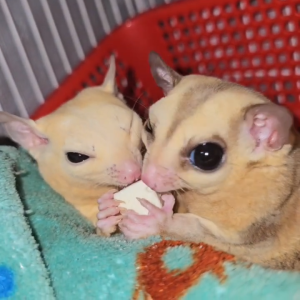 Bánh Phô Mai Viên Sấy | Đồ Ăn Cho Chuột Sóc Cảnh Các Loại