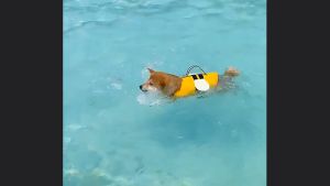 Áo phao bơi cho Chó Mèo hình con ong vàng cá mập & chuồn chuồn - Hara Pet Store