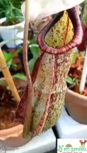 ต้นหม้อข้าวหม้อแกงลิง พันธุ์ N.Mirabillis x Rafflesiana หม้อเรียวลายสวย (กระถาง 3 - 12 นิ้ว) ต้นถุงเงินถุงทอง ไม้กินแมลง ไม้ประดับ ไม้ตกแต่งสวน