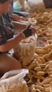 มันหวานญี่ปุ่นสายพันธุ์คุริโคกาเนะ ปลูกในไทย