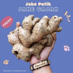 Jahe Putih Segar Jahe Gajah