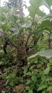 Benih Terong Ungu Lebat CHARMING Hibrida 5 gram Cap Known You Seed Terong Panjang Bandel