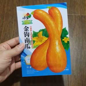 Hạt giống bí ngô trái dài vỏ vàng bí đỏ trái dài vỏ vàng hạt giống nhập khẩu