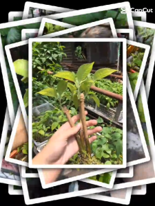 MADRE DE AGUA seeds for planting