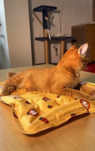 Breathable Cooling Pet Bed Mat for Dogs & Cats - Waterproof Washable Soft Comfortable Mat - Air-Conditioner Friendly - All Breed Sizes