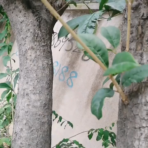 เชือกพาราคอร์ด - สีสุ่ม 10m แข็งแรงและทนทาน เหมาะสำหรับตั้งแคมป์ใช้ผูกเอนกประสงค์ ทำราวตากผ้า รัดสิ่งของขนย้าย