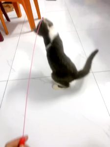 Cần câu đồ chơi cho mèo cưng thiết kế hình lông vũ/cá nhỏ vui nhộn 1 cái rẻ nhất ( mẫu ngẫu nhiên)