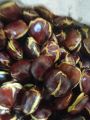JENGKOL BEWEH TUA MENTAH 1 KG. 