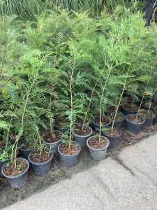 ซิลเวอร์โอ๊ค ต้นซิลเวอร์โอ๊ค ซิลเวอร์โอ๊คออสเตรเลีย