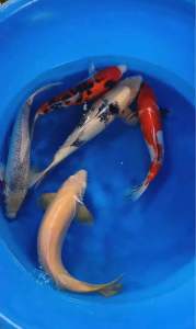 🇯🇵 Japan Marusei & Marudo Farm Mixed Variety Koi Fish | 36–42cm | Premium Japanese Nishikigoi - RM4900