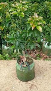 Bibit Alpukat ALIGATOR Jumbo Batang Besar dan tinggi full media