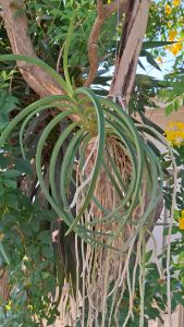 กล้วยไม้ เทดดี้แบร์ ..หนวดพราหมณ์xลาเมลาต้า ติดไม้ ออกดอกเดือน กพ.-เม.ย. กล้วยไม้สวยๆ /Taeng Suan shop