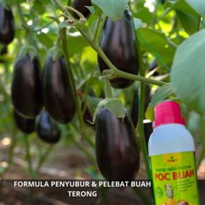 Pupuk Penyubur Tanaman Terong Ungu Hijau Belanda / Obat Pelebat Terong Ungu Pupuk Booster Penyubur