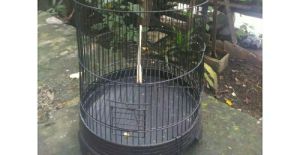 tangkringan konin/pleci