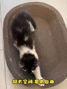 I&CAT กระดาษลับเล็บแมว ขนาด 21x43x3.7 cm ที่ลับเล็บแมว ของเล่นแมว ขนาดเล็กพกพาง่ายเลื่อนย้ายสะดวก มีหลายแบบหลายขนาด