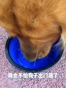 Pet Portable Folding Bowl / Silicone Folding Bowl / Foldable Travel Food Bowl / Pet Bowl / Cat Dog Travel Bowl