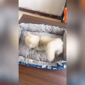 เตียงแมว ที่นอนแมวนุ่ม ที่นอนแมว เบาะ ที่นอนสัตว์เลี้ยง เตียงสุนัข เบาะแมว นุ่มสบาย ให้ความรู้สึกปลอดภัย พื้นกันลื่นด้านล่าง ซักได้