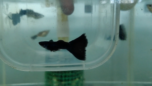 🐟Ajelis Guppy🐟 Moscow Black Guppy 莫黑孔雀鱼 - Aquarium Ornamental Fish Tuxedo Guppy Ikan Hiasan 孔雀鱼 大尾巴 三角尾 莫黑 木炭黑