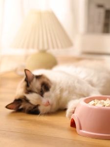 Cat Bowl Pet Bowl Dog Bowl 2 in 1 Food Bowl Drinking Bottle Set Puppy Kitty Food Bowls Water Bowl