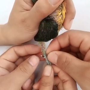 สายคล้องขานก สายจูงนกแก้ว ห่วงขานกหัวจุก ห่วงขานกเขาไหญ่