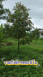 AJINOMOTO ซุปเปอร์แอชวัสดุปรับปรุงดินชนิดเข้มข้น  ปรับโครงสร้างดินแก้ปัญหาดินเสื่อม ดินทึบ ดินไม่อุ้มน้ำ ช่วยให้พืชแข็งแรง