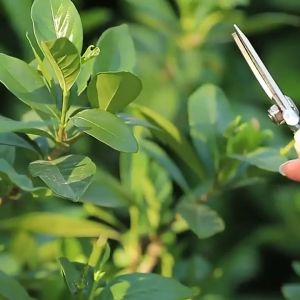 Alat Pengasah Pisau Portabel 2in1 / Asahan Gunting Taman Pengasah Mini Pengasah / Asahan Pisau / Pengasah Gunting / Pengasah Cepat Manual Pisau Paradised MLH F18