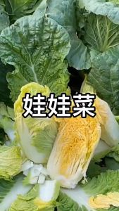 Benih Sayur Wawa (80 Seeds )/娃娃菜籽/ Mini Tientsin Pakchoi Seeds/Baby Chinese cabbage Seeds