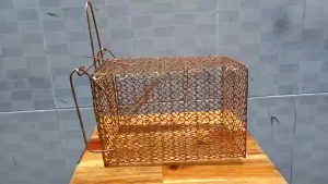 Bẫy chuột lồng sắt có chốt chặn dài 21 cao14 rộng 14 Lồng bẫy chuộtlồng bắt chuột nhỏ