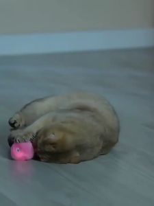 Mainan Kucing Bola Bersuara Binatang Sound & Catnip Plush Gravity Ball Cat Interactive Toys Rechargeable