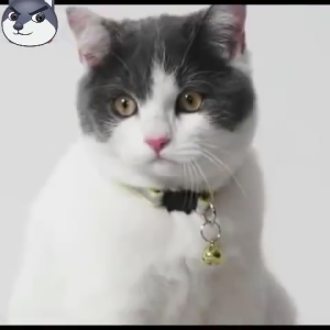 Pet Collar Reflective Collar Adjustable Cat Collar With Bell Kitten Collar Puppy Collar