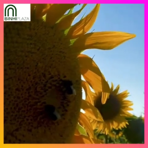 BinhiPLAZA™ - Premium Mammoth Giant Sunflower Seeds (10 Seed) + Planting Instruction - Mammoth Sunflowers