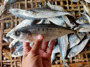 IKAN ASIN WAIS ISI 1KG