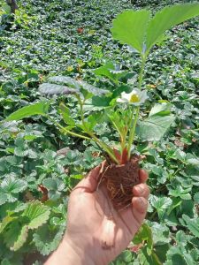 ต้นกล้าสตรอเบอร์รี่ 80🍓🍓🍓🍓/ชุดเซ็ต51020~ต้น พร้อมส่ง /10ต้นแถม1ทุกออเดอร์