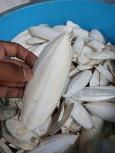 Cuttlefish / Tulang Sotong Saiz 7CM - 20CM