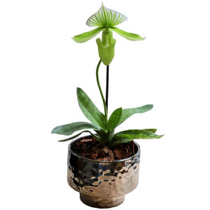 Green Emperor Red Emperor Indoor Easy to Grow with Bud Resistant to Shade Cute Orchid Potted Plant Glass Forest Brand