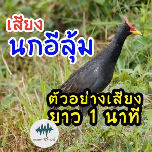 เสียงต่อ/ล่อ นกอีลูม นกตูม ---ยาว 10 ชั่วโมง--- ล่องเสียงฟรี เพื่อนกอีลูม พร้อมส่งเก็บเงิน 100% ชัดแจ๋ว ไม่มีโฆษณาแทรก (MP3 เสียงต่อสัตว์)