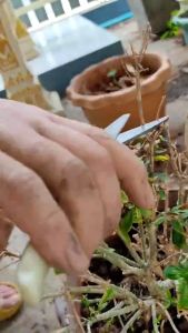 กรรไกรตัดกิ่ง 7 นิ้ว ตัดกิ่งไม้ แต่งกิ่ง กรรไกร กระชับ ซีลาย ปากโค้ง ปากตรง ผลไม้ บอนไซ จัดสวน แต่งต้นไม้ ส่งไว สต๊อกไท