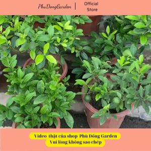 Cây Chanh tứ quý (chanh bốn mùa)  cao 40 - 50cm đã có quả tán sum suê | Gốc to chống chịu tốt dễ chăm sóc (ảnh thật)