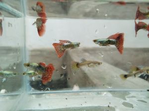 Guppy Red Dragon (Per Pair or Male Only)