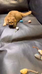 Mainan Bola Kucing Tongkat Kucing Dan Tikus Gigit Anjing Pet Toys Cat Toys Kucing Krincingan
