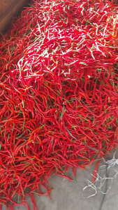 Paket HEMAT Isi Sekitar 75 biji Bibit Benih CABE MERAH KERITING kemasan Repack Small Pouch