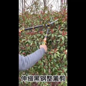 Garden Hedge Shear with Steel Handle Gunting Dahan Pokok Gunting Rumput Grass Scissors 果树剪 茶树剪 伸缩柄园林大花剪园林