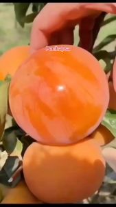 Bibit Buah Kesemek Manis Hasil Cangkok Cepat Berbuah