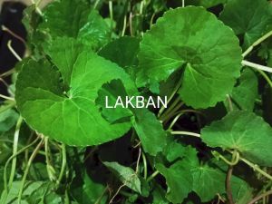 daun antanan segar pegagan fres order baru petik organik