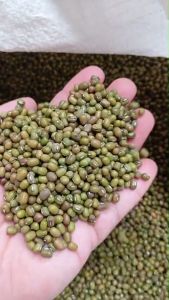 เมล็ดพันธุ์ถั่วเขียว ขนาด 1 กิโลกรัม เหมาะสำหรับเพาะปลูก เพาะงอก อัตตราการงอกสูง ราคาพิเศษ