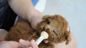 จุกนมแมวเล็ก แมวน้อย จุกป้อนนมสัตว์ จุกนมแมว สุนัข กระรอก กระต่าย หนู สัตว์ลูกกำพร้า ไซริงค์ป้อนม