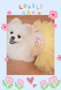 PetSociety สุนัขเสื้อแมว ชูนิว เสื้อเชิ๊ต ชูนิว (ชุดมัดย้อม ชุดคู่)