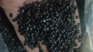 Hạt giống cây keo lai trồng rừng